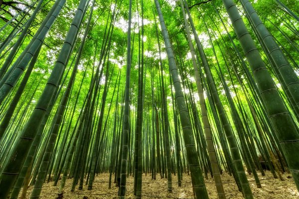 Comment explorer les forêts de bambous de Sagano, Japon ?